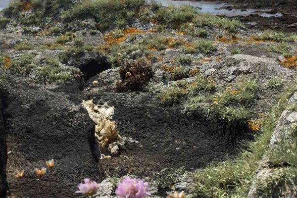 Inishkea_Island_04 up close of flora and fauna on Inishkea Island