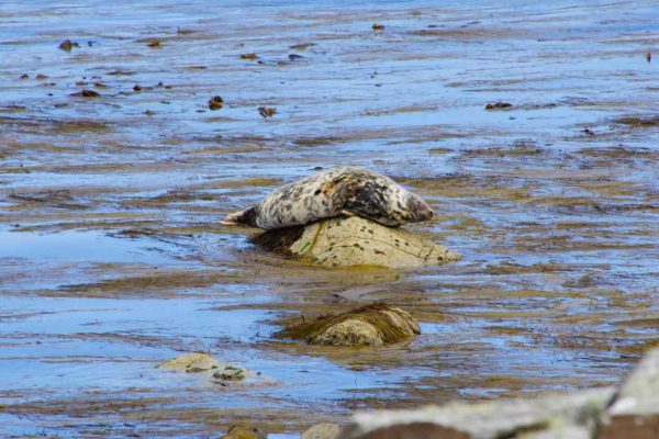 Seal_on_rock seal sitting on a rock