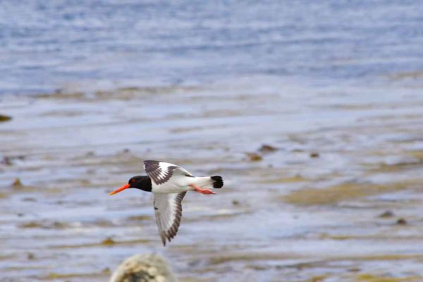 bird_flying up close of bird flying