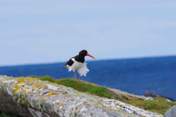 bird_on_rock up close of bird sitting on a rock